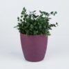 Vaso de Vidro Roxo - Image 2
